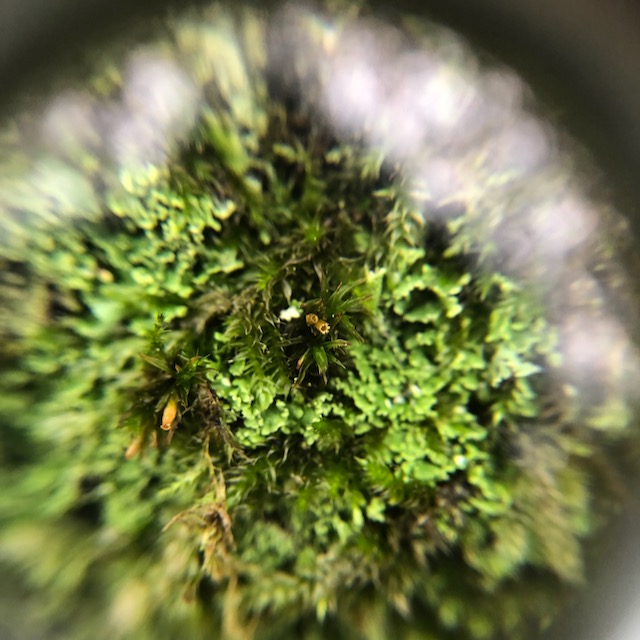 Tiny Mossy Worlds