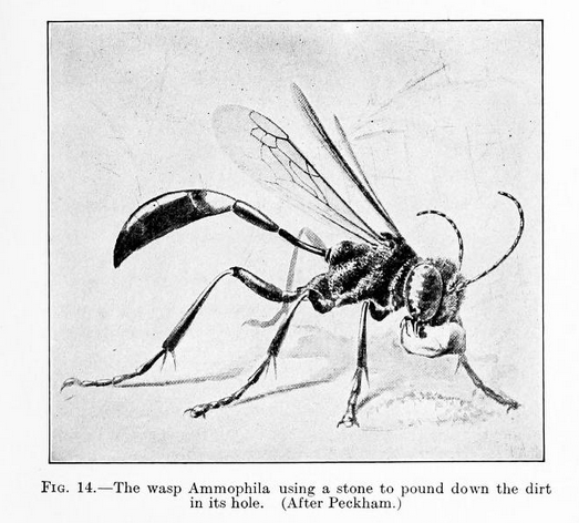 a black and white illustration of a wasp holding a stone -- the caption says "The wasp Ammophila using a stone to pound down the dirt in its hole. (After Peckham.)"